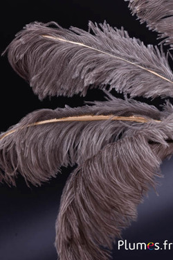 Struzzo con raggio dorato fine - 30-40 cm - grigi naturale